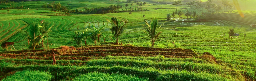 Economic Development